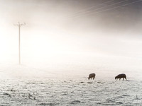 Chilly Embleton sheep.