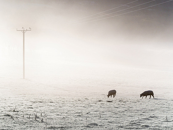 Chilly Embleton sheep.