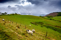Sale Fell sheep.