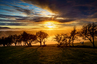 Sheep and misty sunset, Slate Fell, Cockermouth.