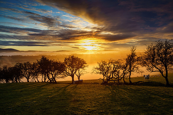 Sheep and misty sunset, Slate Fell, Cockermouth.